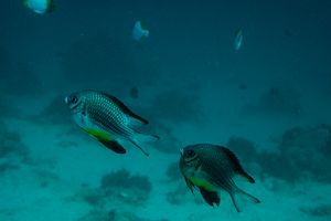 Whitebelly Damsel