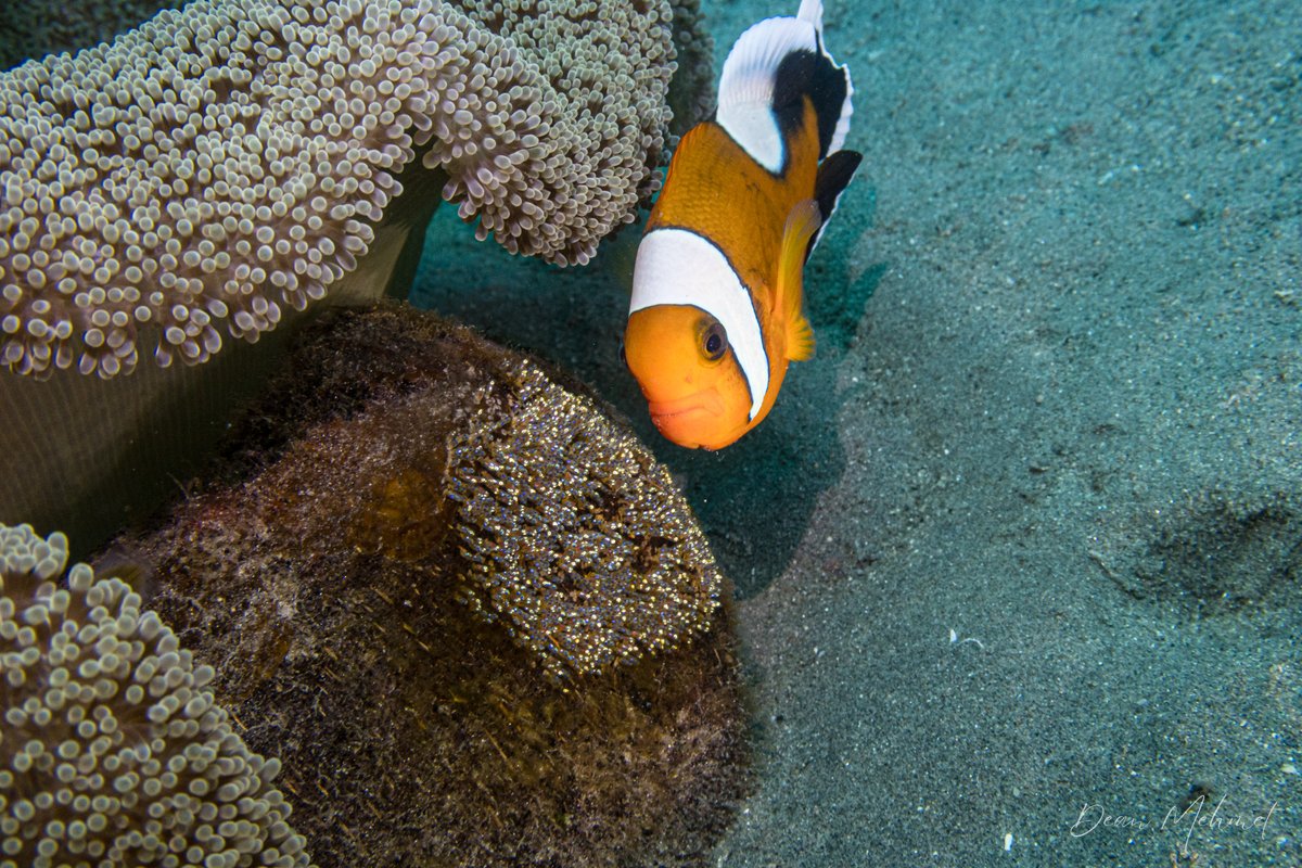 Northern Saddleback Anemonefish hero image