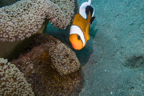Northern Saddleback Anemonefish