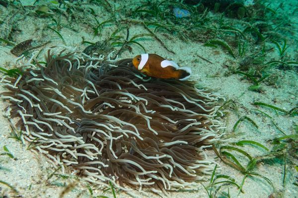 Northern Saddleback Anemonefish - Puerto Galera - 9 June 2025 - Dive 0