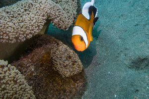 Blennies, Damselfishes and Allies representative species