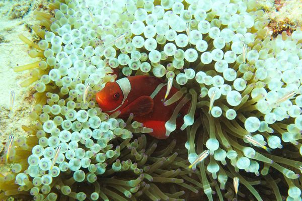 Spine-cheek Clownfish - Gili Islands, Indonesia / Jun 7, 2023