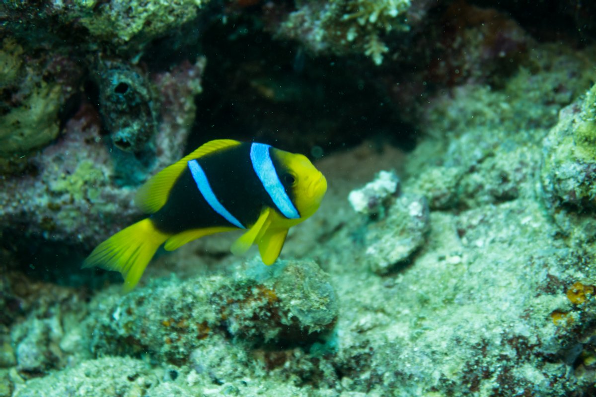 Orangefin Anemonefish hero image