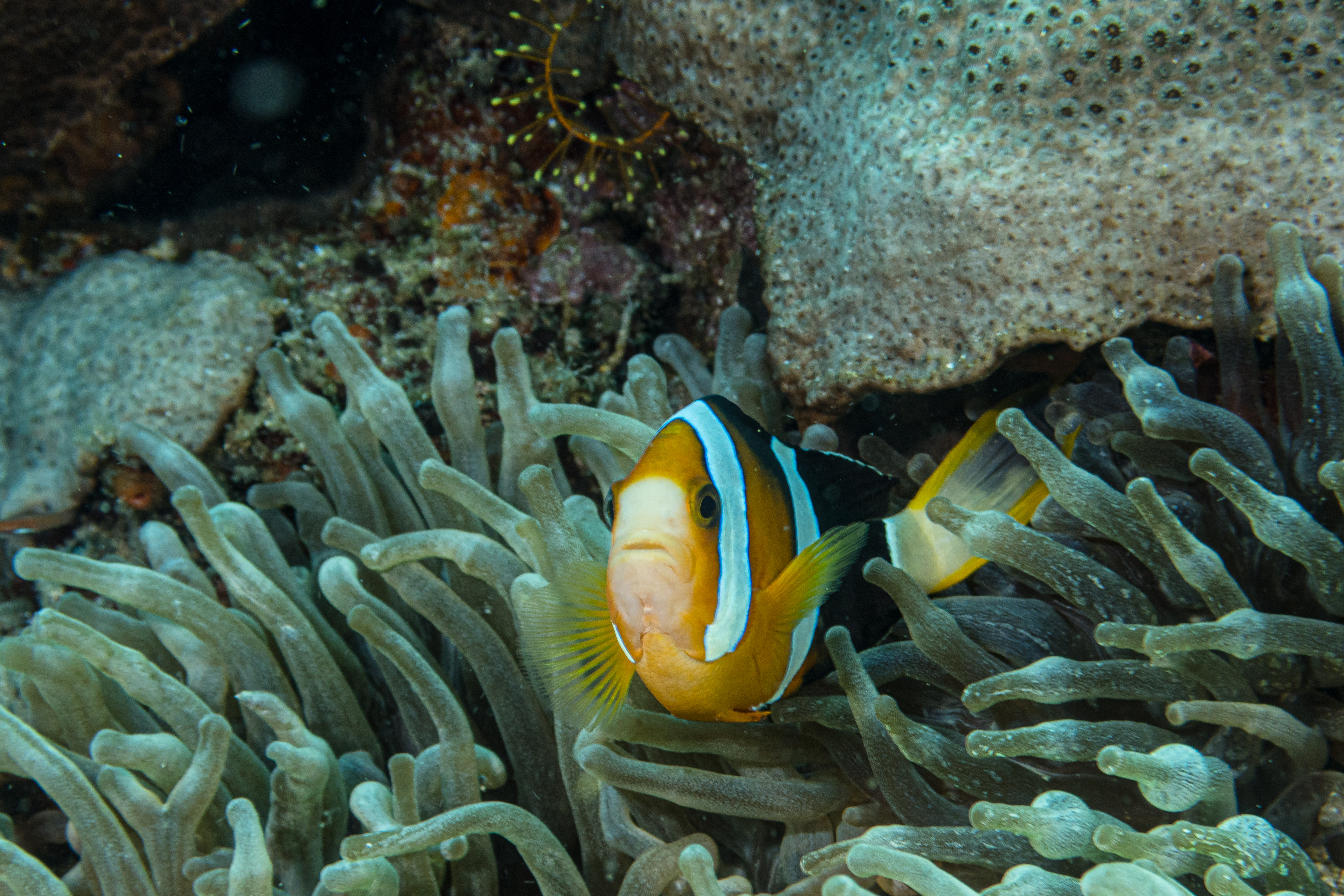 Clark's Anemonefish