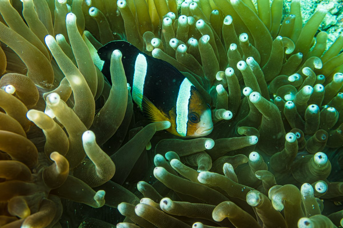 Clarks Anemonefish hero image