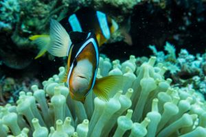 Clark's Anemonefish
