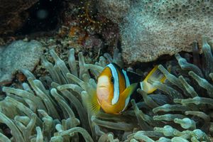 Clark's Anemonefish