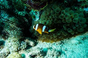 Clark's Anemonefish