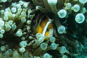 Clark's Anemonefish