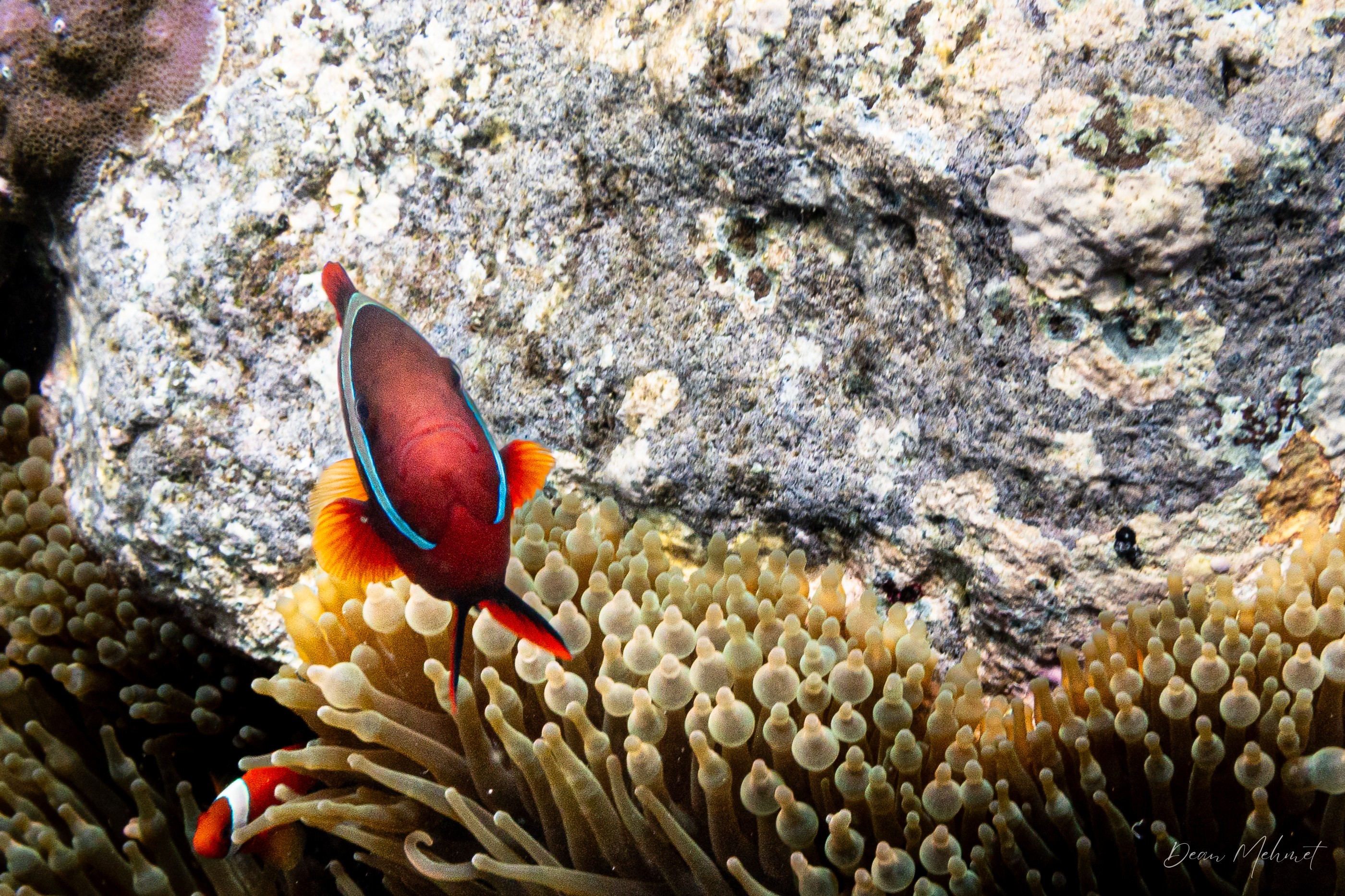 Tomato Clownfish