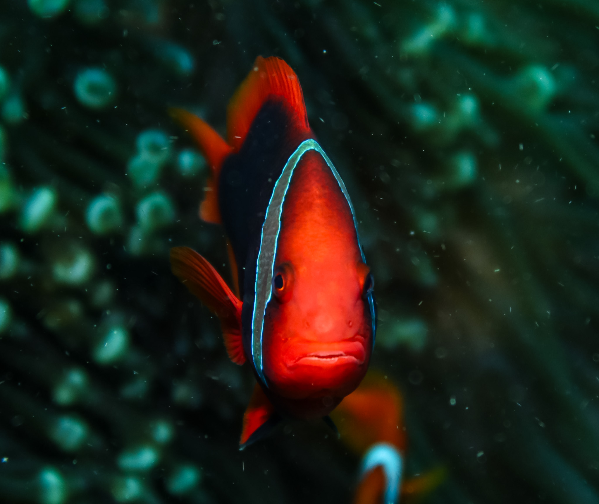 Tomato Clownfish