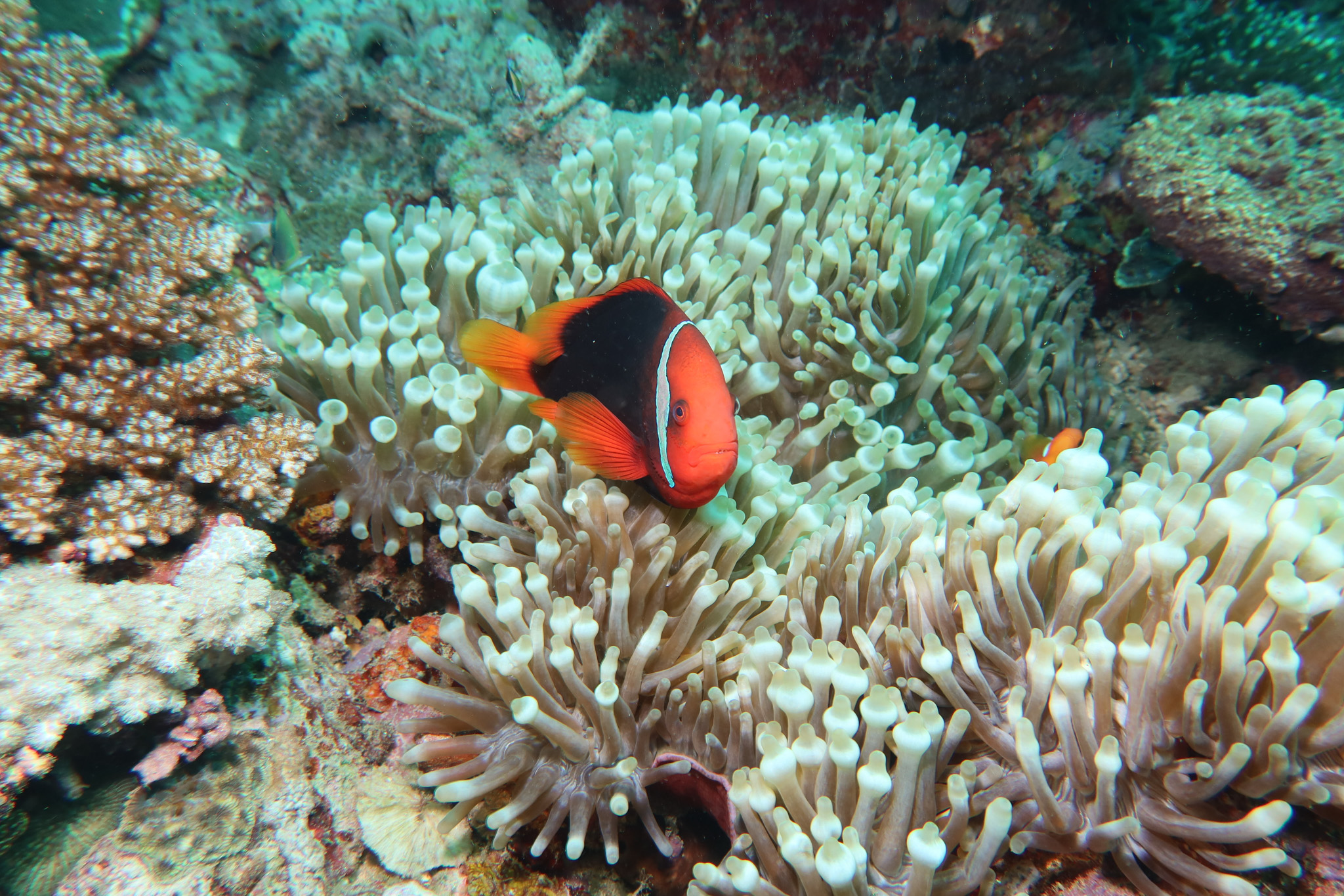 Tomato Clownfish