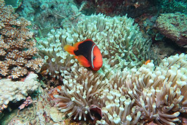 Tomato Clownfish - Puerto Galera - 10 June 2025 - Dive 3