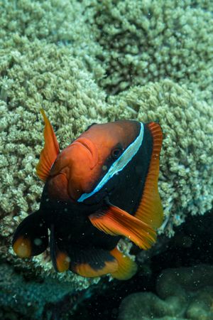 Tomato Clownfish