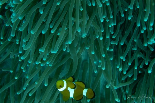 Western Clown Anemonefish - Puerto Galera - 21 May 2026 - Dive 2 - Fantasea Reef