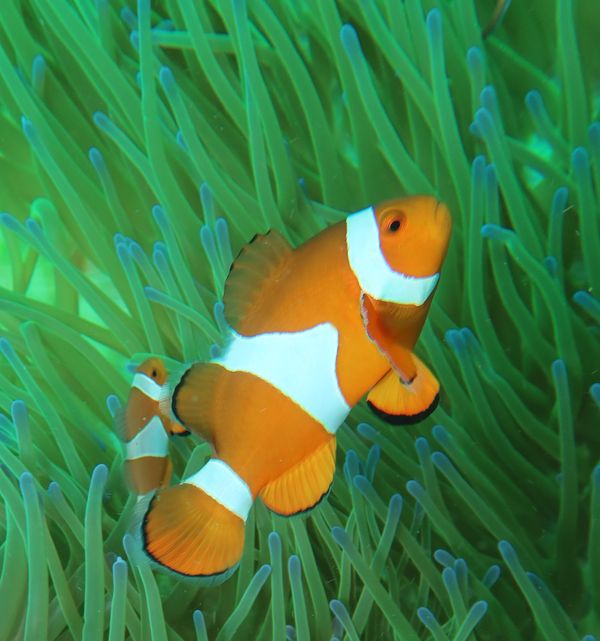 Western Clown Anemonefish - Puerto Galera - 9 June 2025 - Dive 0