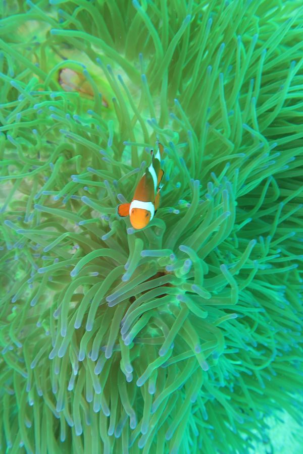 Western Clown Anemonefish - Puerto Galera - 9 June 2025 - Dive 0