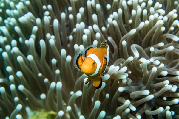 Western Clown Anemonefish - Photo 5