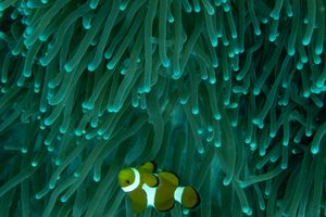 Western Clown Anemonefish