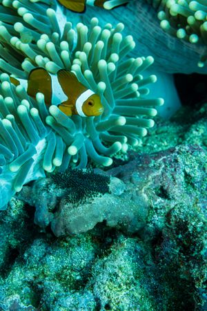 Western Clown Anemonefish