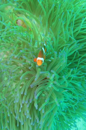 Western Clown Anemonefish