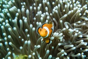 Western Clown Anemonefish