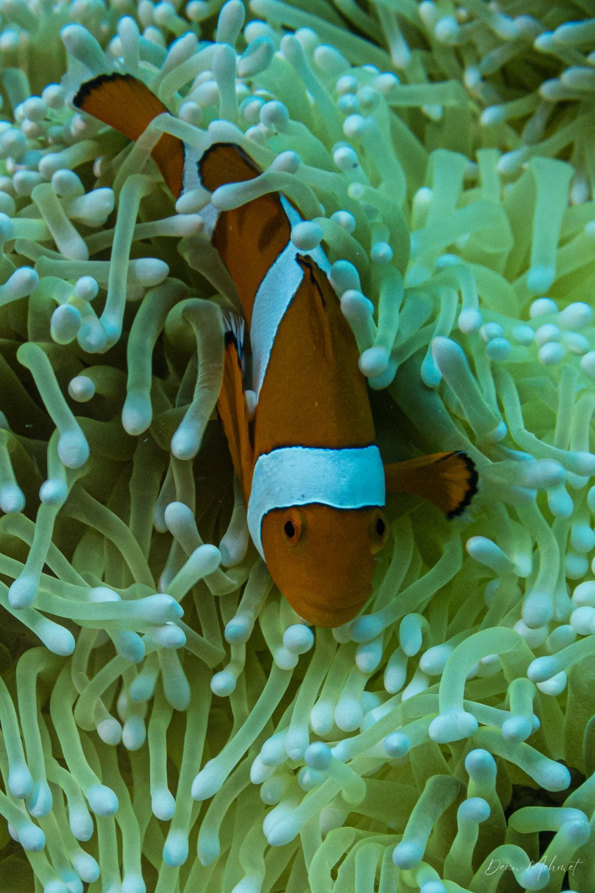 Percula Anemonefish hero image