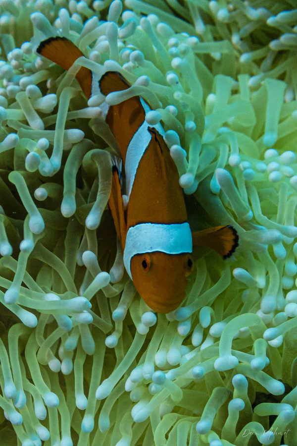 Percula Anemonefish - Amed, Bali - 4 July 2026 - Dive 2 - Senta