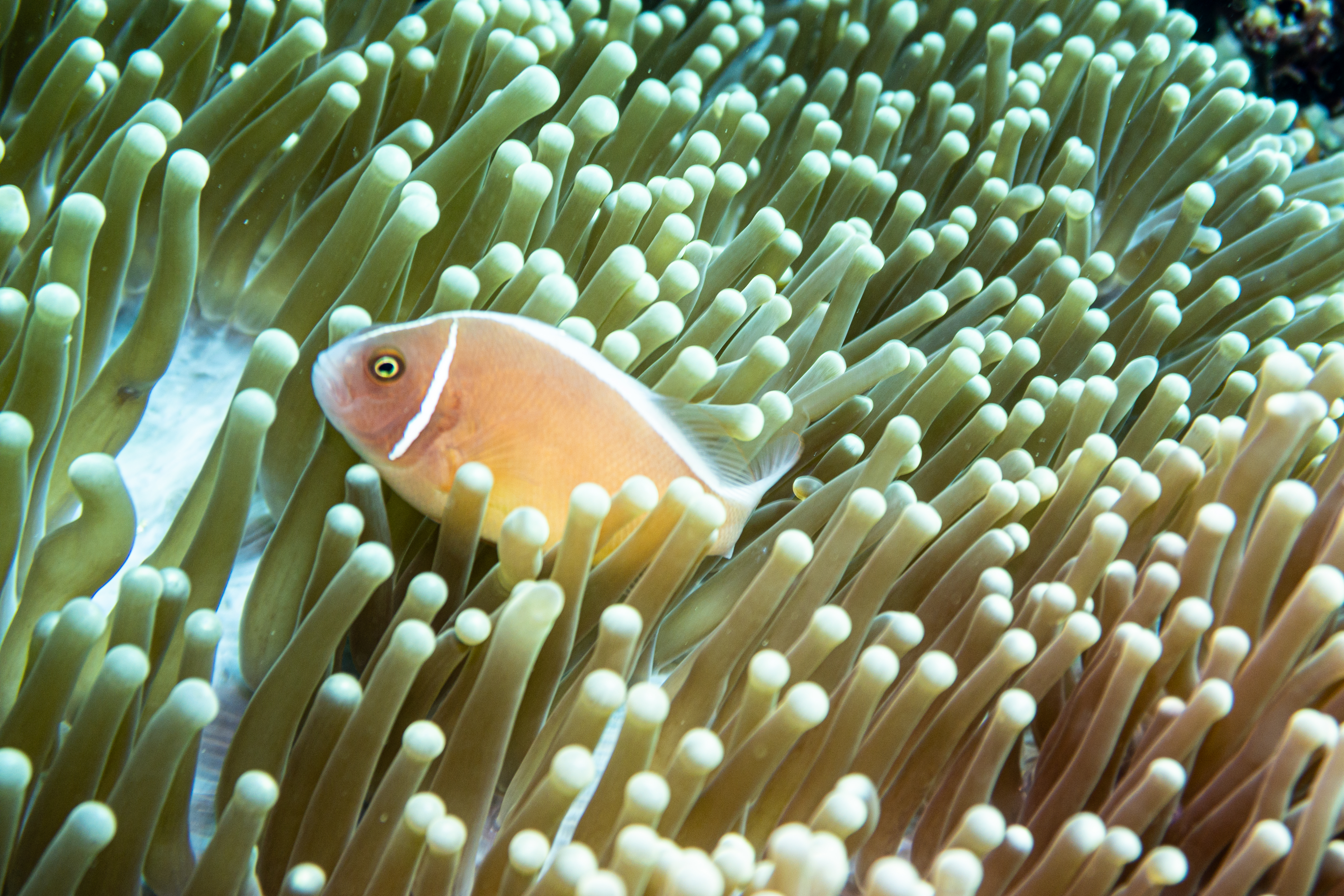 Pink Skunk Anemonefish