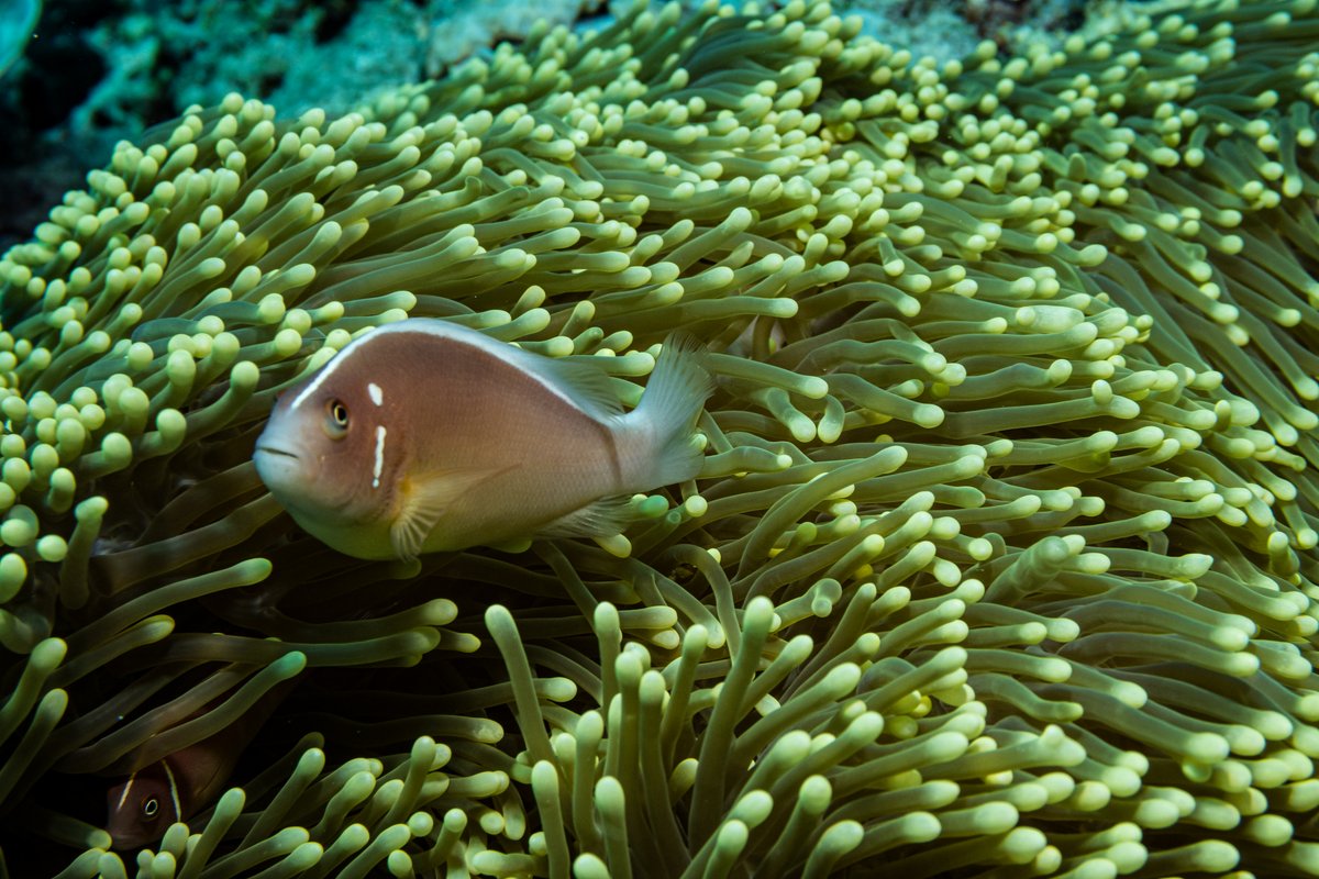 Pink Skunk Anemonefish hero image
