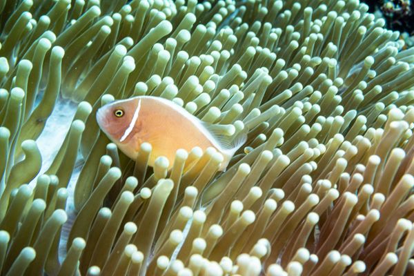 Pink Skunk Anemonefish