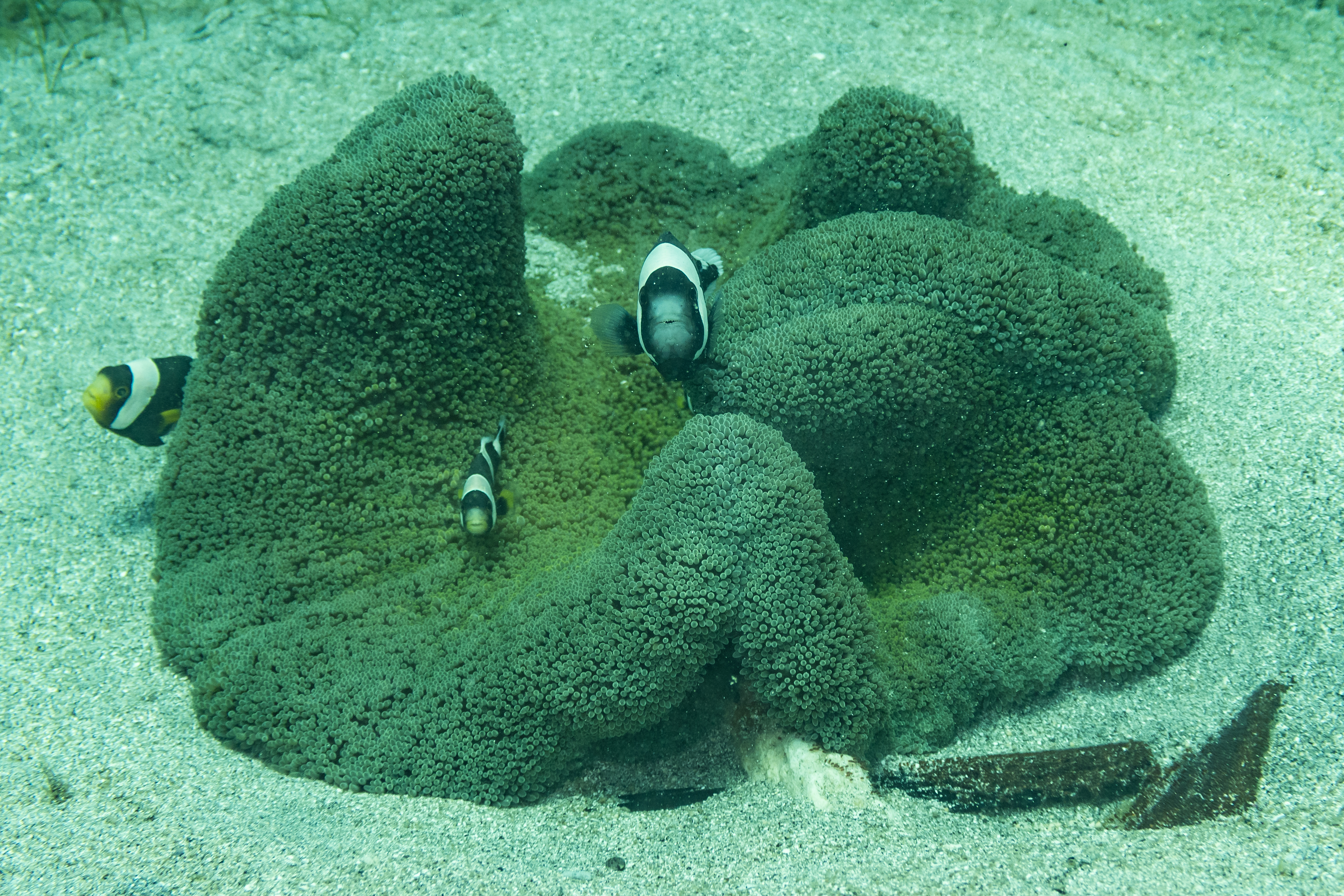 Saddleback Anemonefish