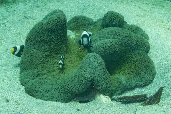 Saddleback Anemonefish - Gili Islands, Indonesia - 7 June 2023 - Dive 13 - Seahorse Bay