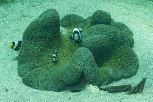Saddleback Anemonefish
