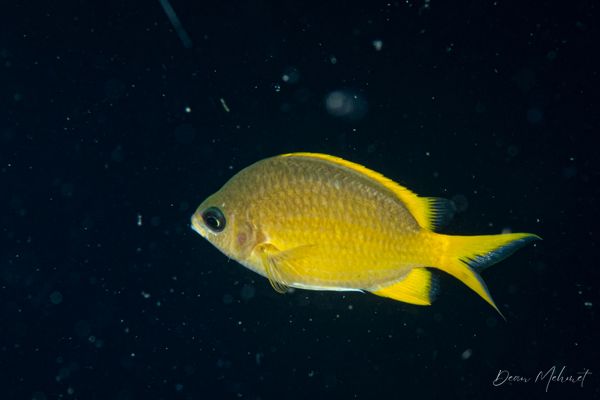 Yellow Puller - Moalboal, Philippines - 8 August 2026 - Dive 2 - Pescador Island (Cathedral)