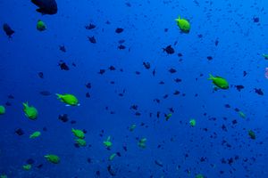 Damselfish representative species