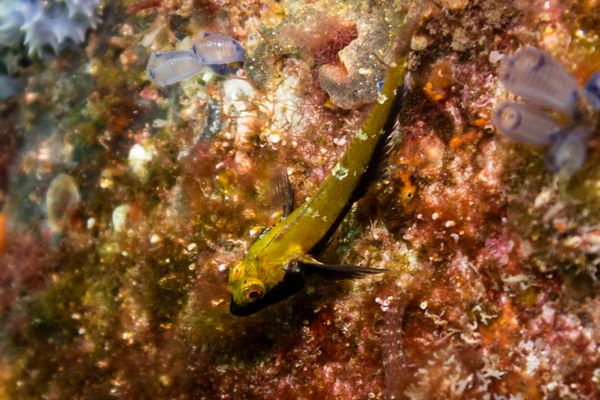 Blackthroat Threefin - Busselton, WA - 14 March 2026 - Dive 2 - Busselton Jetty