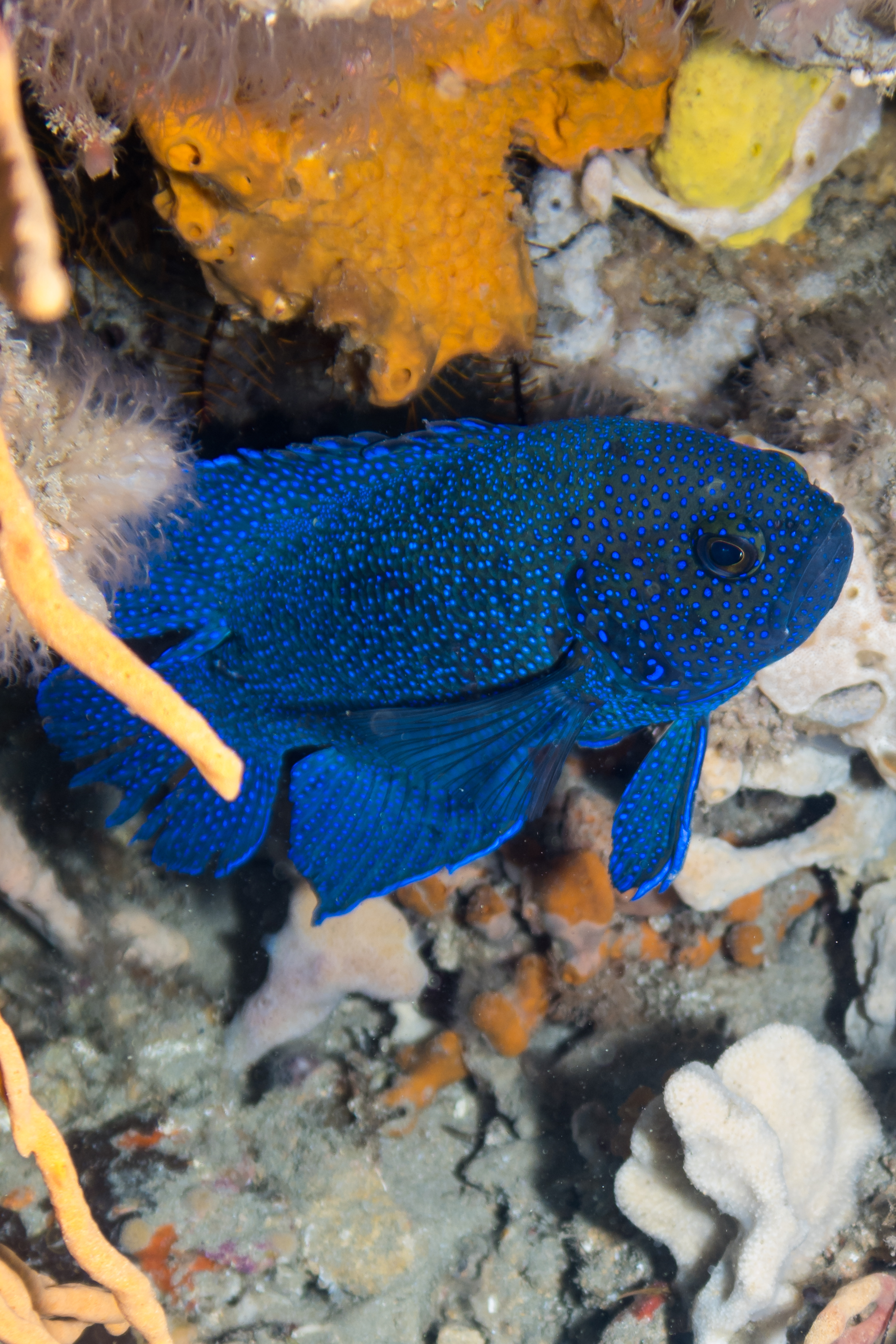 Southern Blue Devil