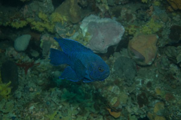 Southern Blue Devil - Photo 4
