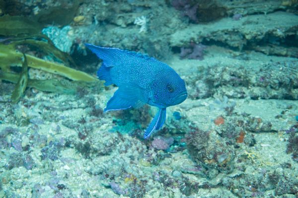 Southern Blue Devil - Photo 6