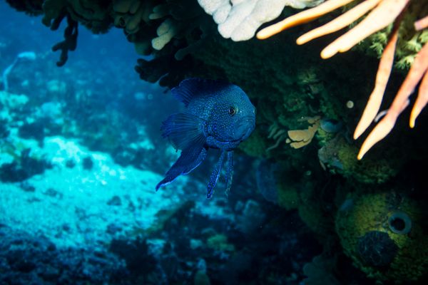 Southern Blue Devil - Photo 7