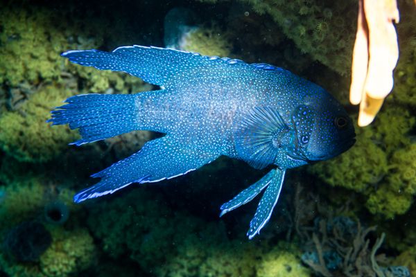 Southern Blue Devil - Photo 8
