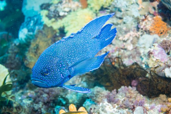 Southern Blue Devil - Photo 11