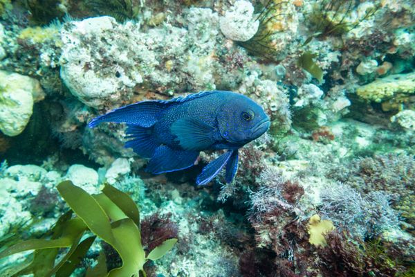 Southern Blue Devil - Photo 12