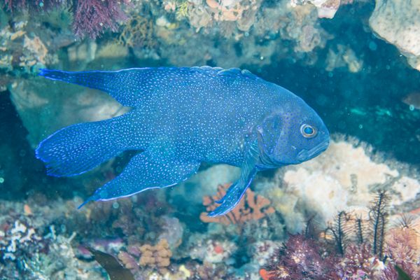 Southern Blue Devil - Photo 13