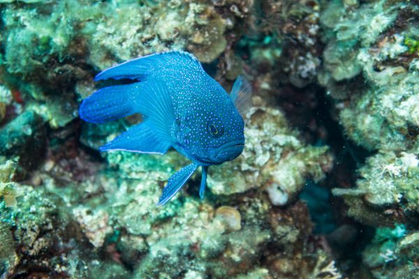 Southern Blue Devil - Busselton, WA - 14 March 2026 - Dive 1 - 4 Mile Reef