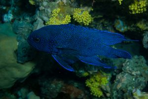 Southern Blue Devil