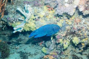 The Grotto dive