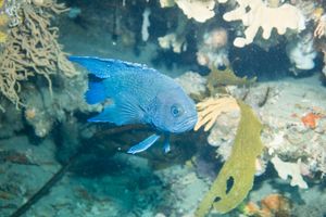 Southern Blue Devil