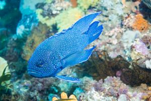 Southern Blue Devil